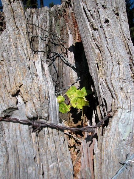DSCN9018.JPG