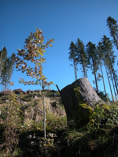 DSCN9038.JPG