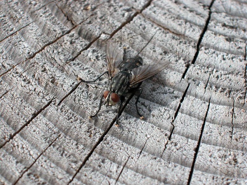 DSCN9081.JPG