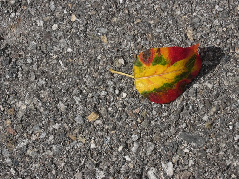L1020631.JPG