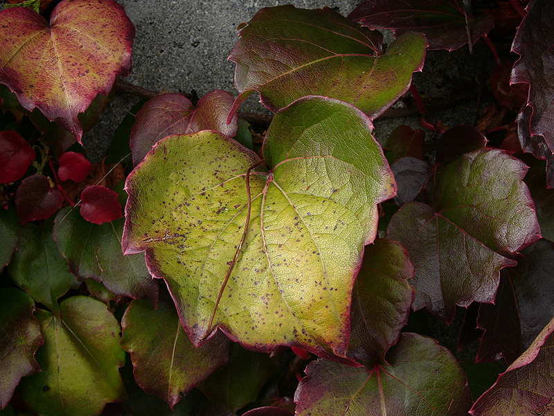 L1040418.jpg