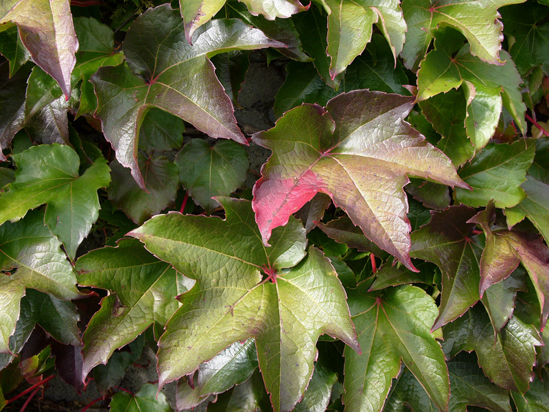 L1040422.jpg