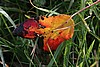 IMG_6198.jpg