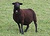 IMG_6244.jpg