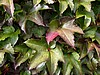 L1040422.jpg