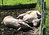 IMG_8791.jpg