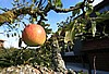 IMG_8852.jpg