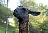 _DSC4177.jpg