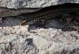 IMG_3265